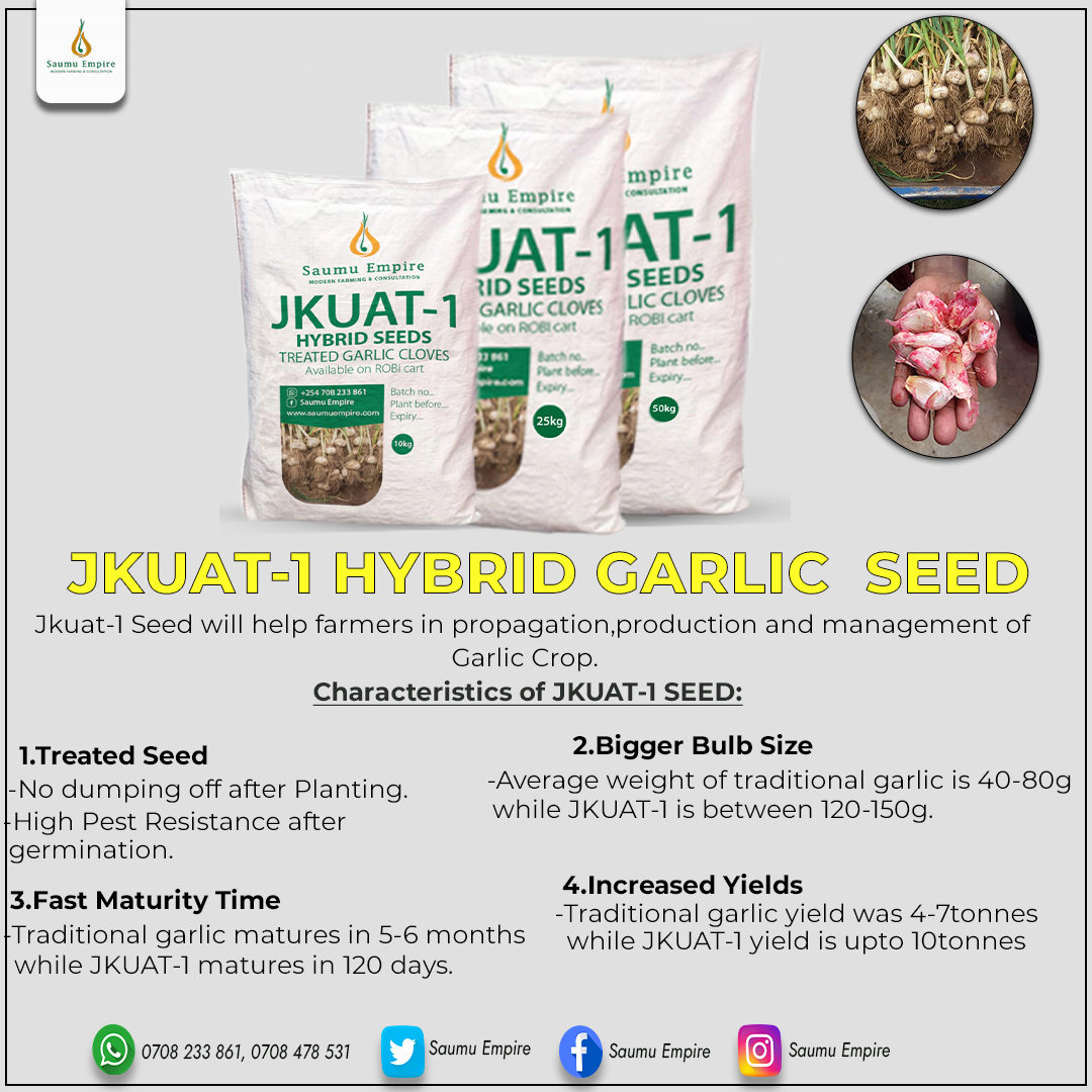 JKUAT-1 treated garlic cloves - Image 3