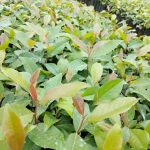 Original muguka seedlings